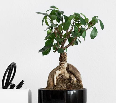 Indoor House Plant Item